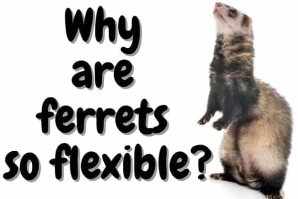 why are ferrets so flexible