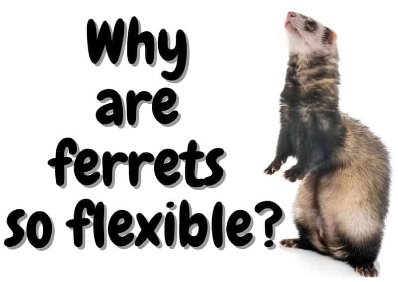 why are ferrets so flexible