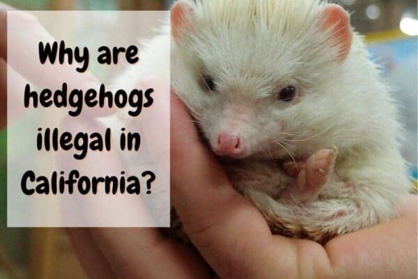 why are hedgehogs illegal in California