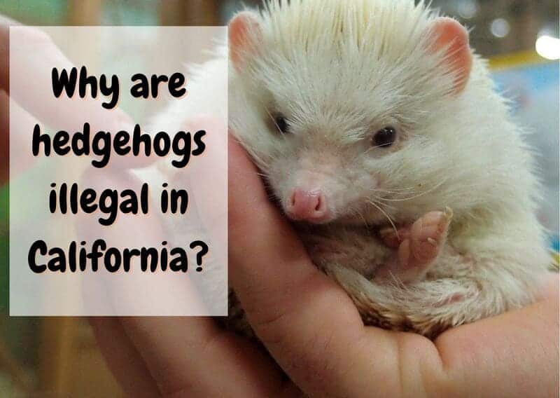 why are hedgehogs illegal in California