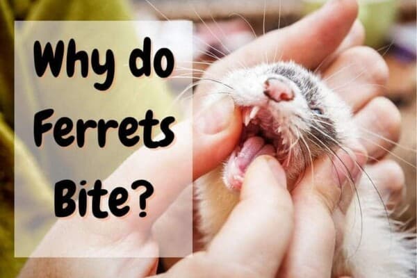 Do Ferrets Bite? Yes –  Here are 5 Tips To Stop The Naughty Habit