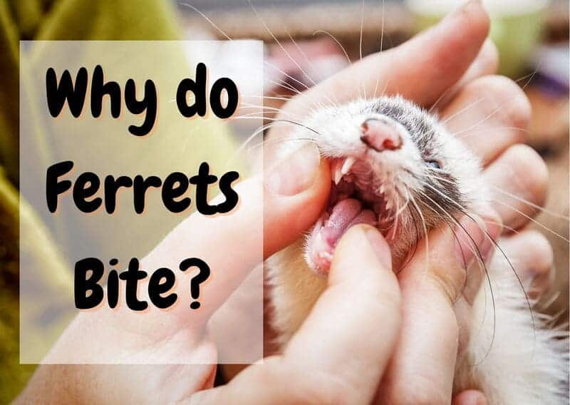 why do ferrets bite