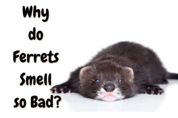 why do ferrets smell