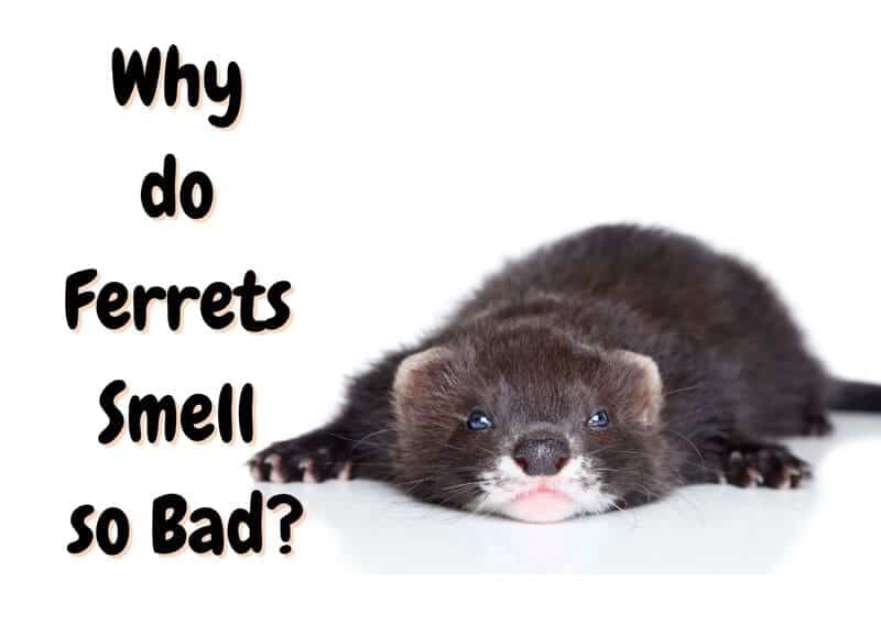 why do ferrets smell