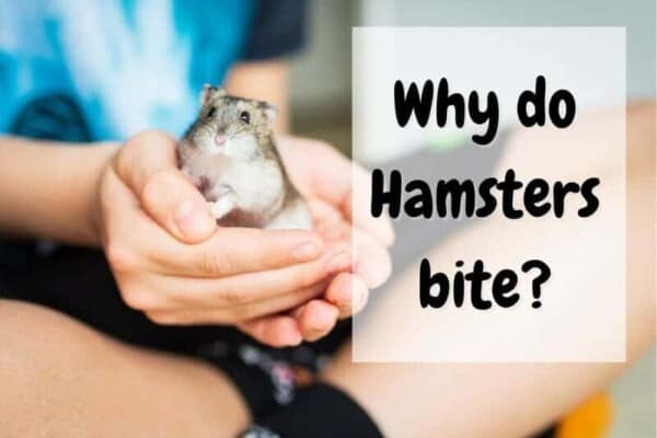 why do hamsters bite