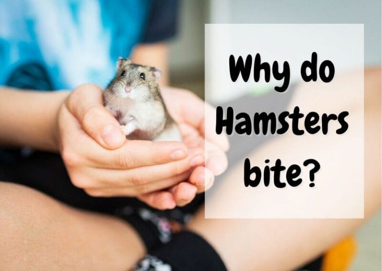 Why Does My Hamster Bite? Here Are 5 Steps to Make Him Stop The Pet Savvy