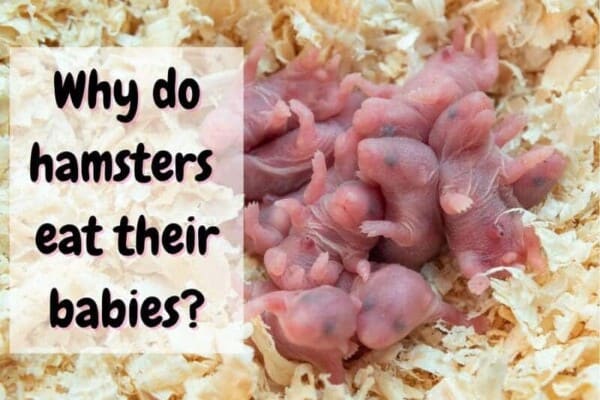why do hamsters eat their babies