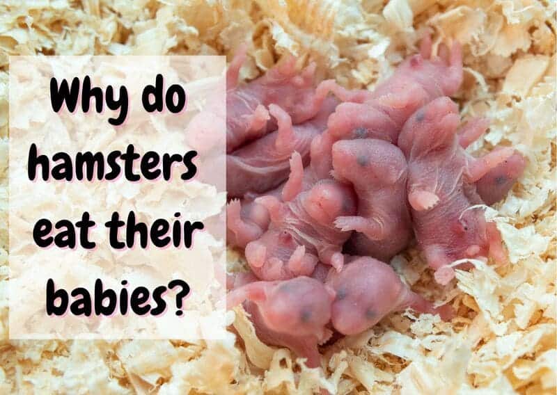 why do hamsters eat their babies