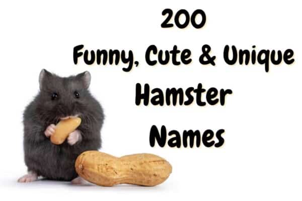 Hamster Names: 200+Unique & Cute Names for a Hamster!