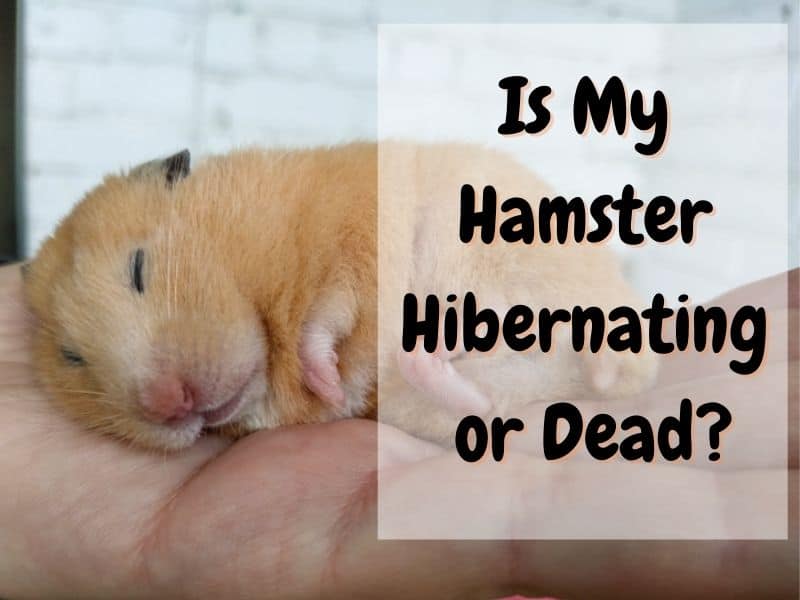 hamster sleeping in hand