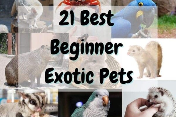 21 Best Exotic Pets That Are Low-Maintenance