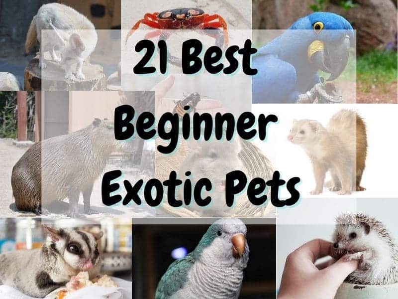 best exotic pets