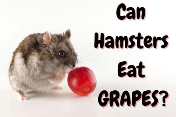 Can hamsters eat grapes