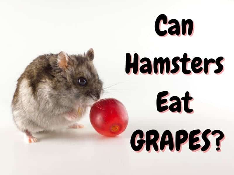 Can hamsters eat grapes