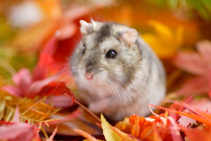 Chinese Hamster close up