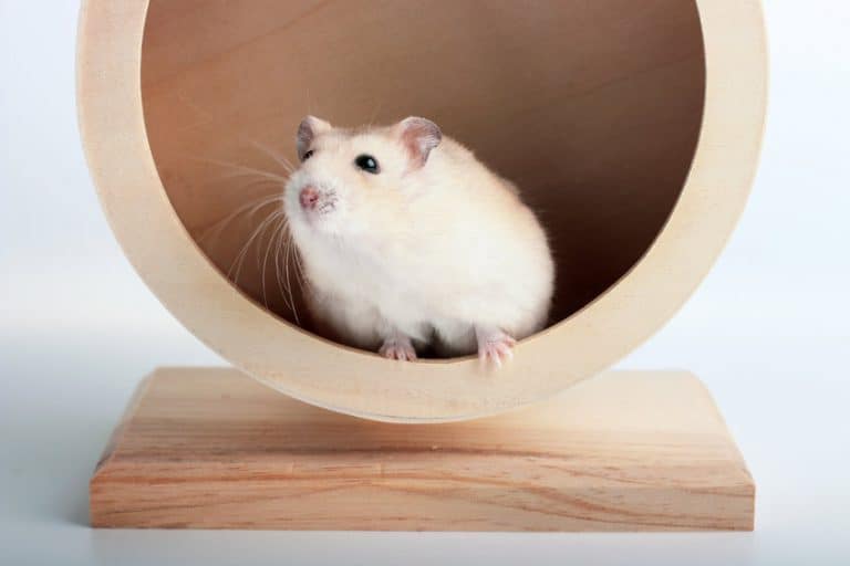 Why Do Hamsters Like Wheels? The Pet Savvy