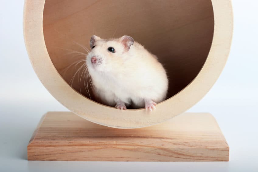 dwarf hamster in wooden wheel