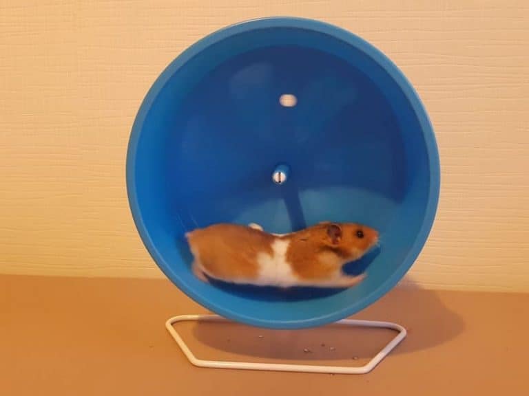 Why Do Hamsters Like Wheels? The Pet Savvy