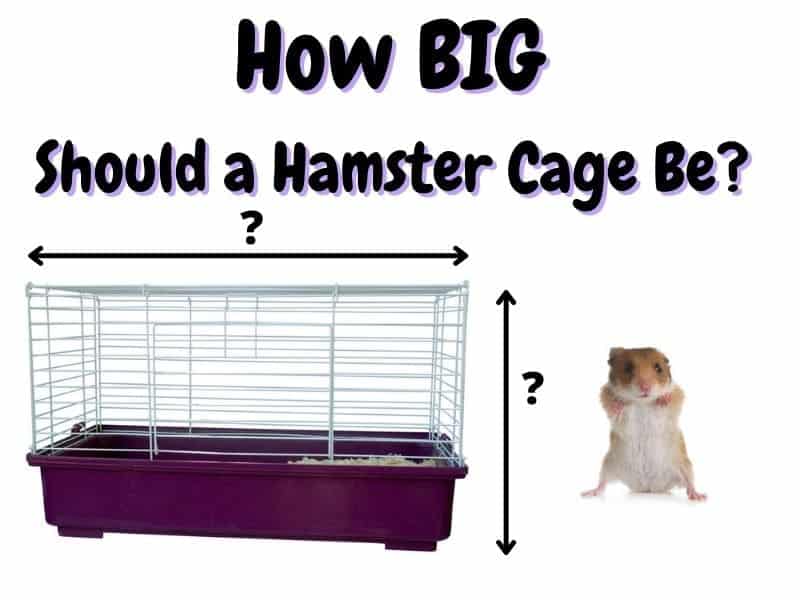 how big should a hamster cage be