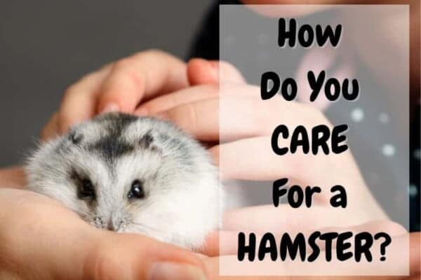how to care for a hamster