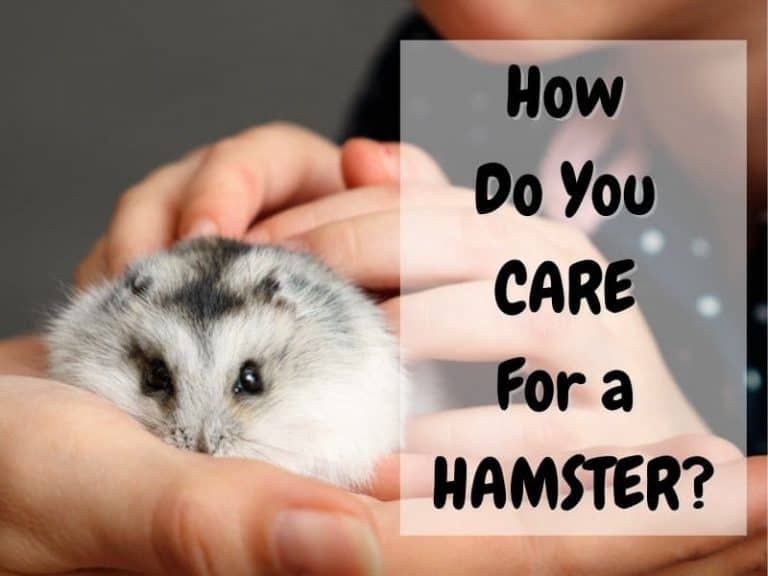 How To Care For Your Hamster A Beginner's Guide The Pet Savvy