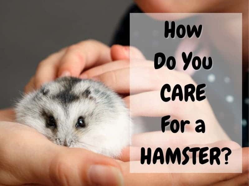 how to care for a hamster