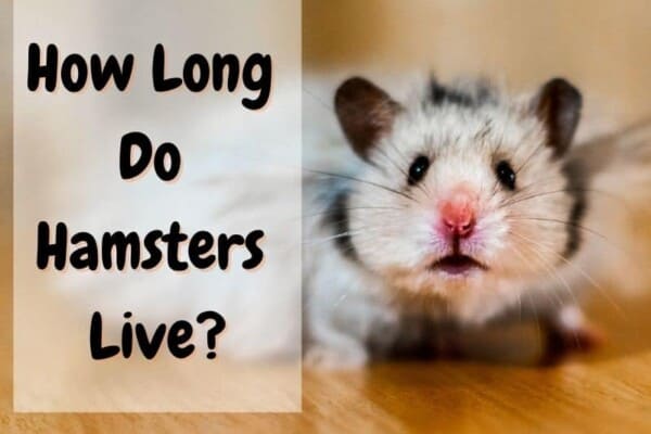 How long do hamsters live