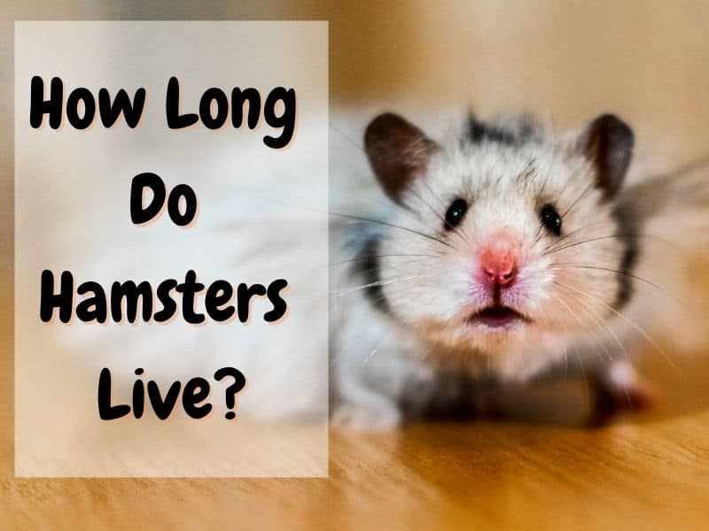How long do hamsters live