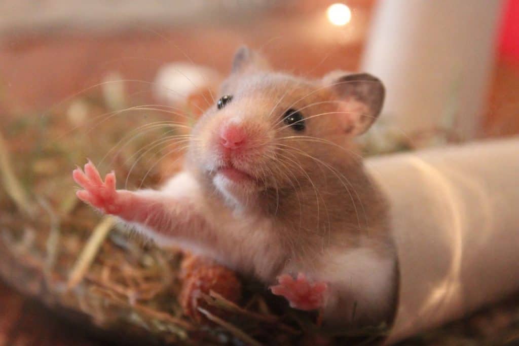 syrian hamster stretching