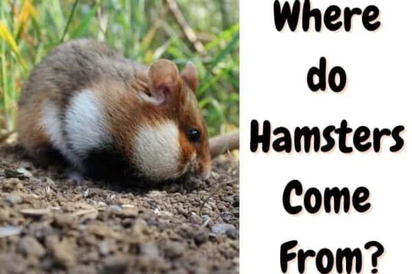 Where do Hamsters Come From