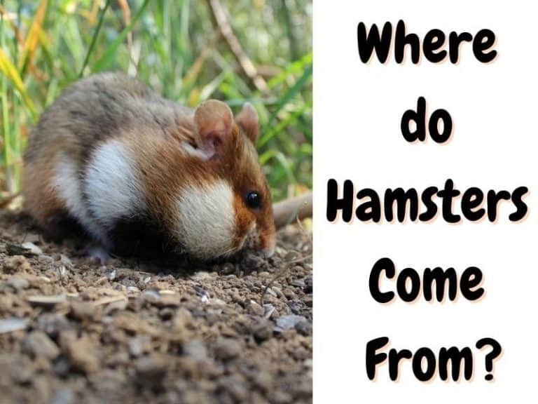 Where Do Hamsters Come From? An Illustrated Guide The Pet Savvy