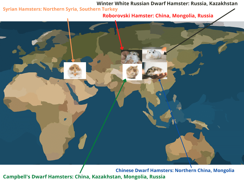 map of hamster distribution