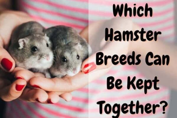 which hamster breeds can be kept together