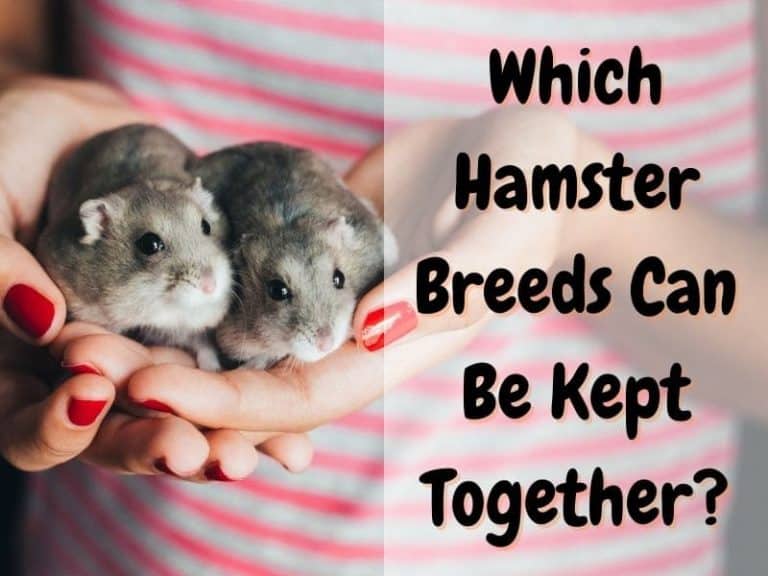 Can Hamsters Live Together? The Pet Savvy