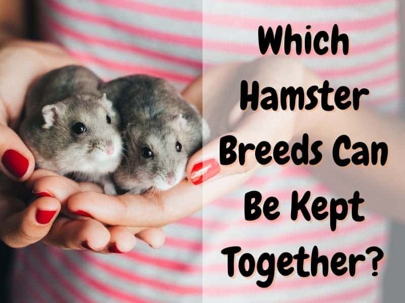 which hamster breeds can be kept together