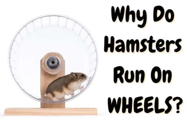 Why Do Hamsters Run On Wheels