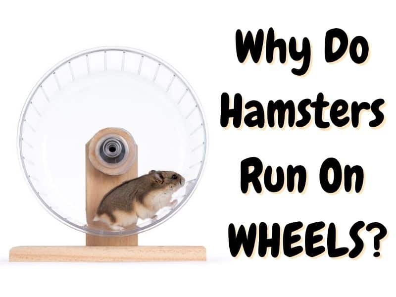 Why Do Hamsters Run On Wheels