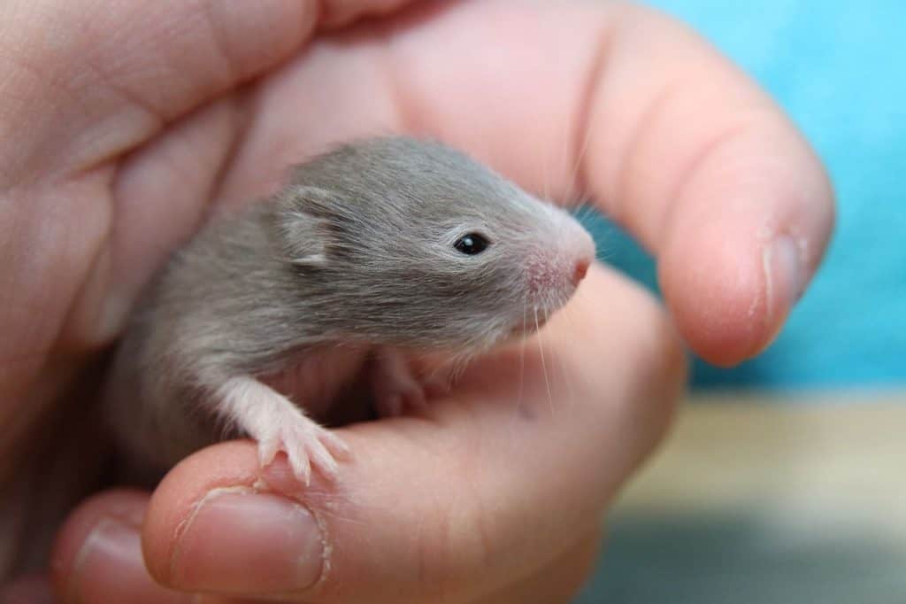 baby syrian hamster in hand