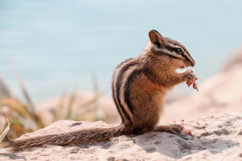 chipmunk eating