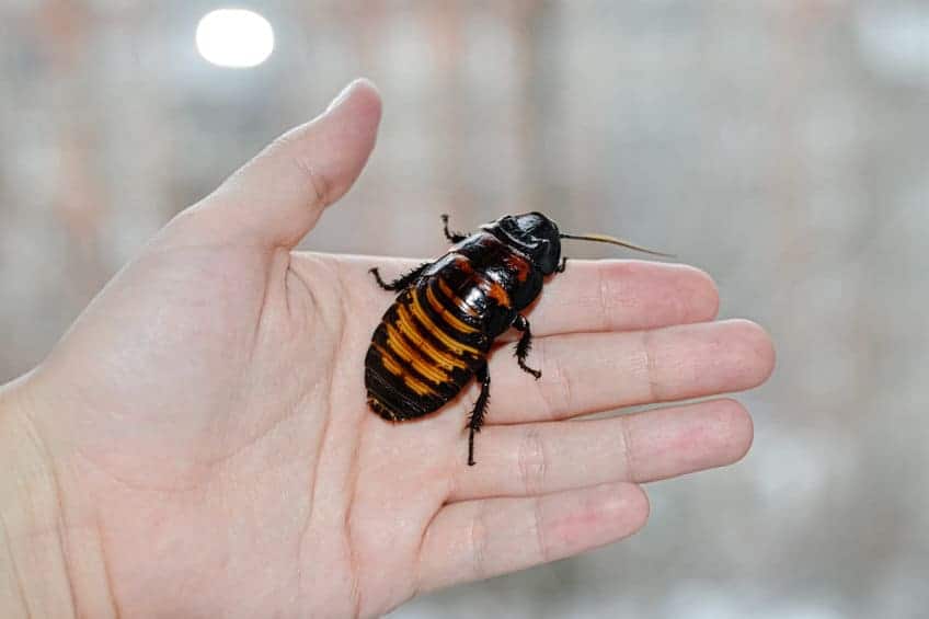 pet cockroach on hand