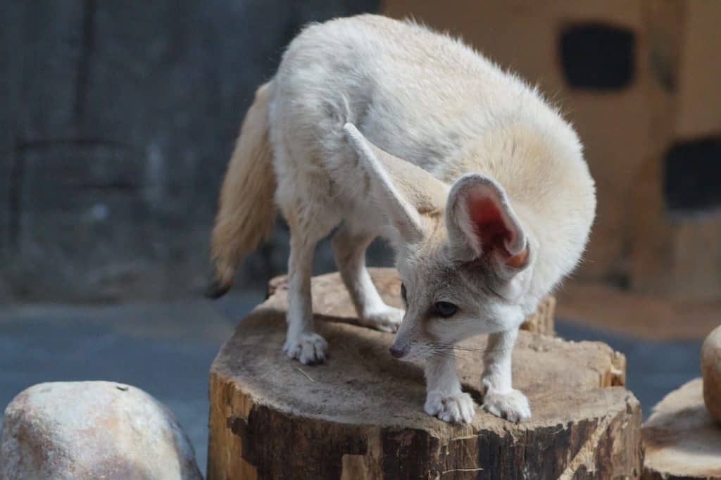 fennec fox in a zoo