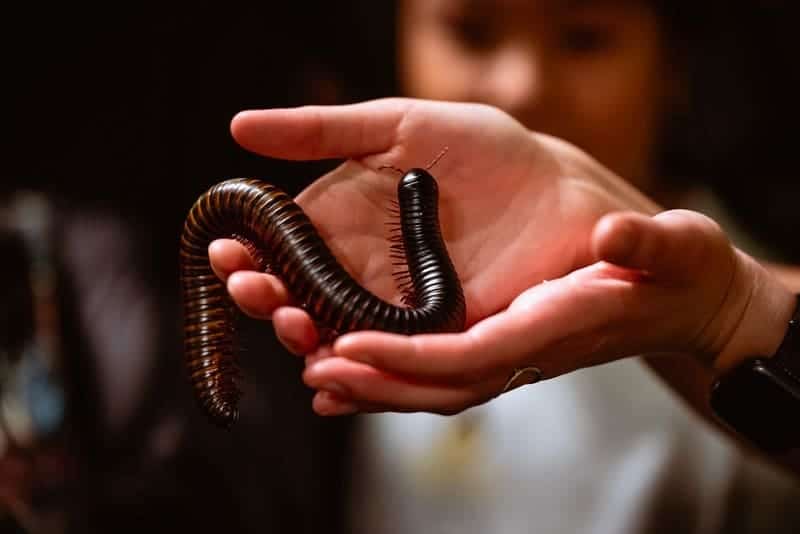 giant millipede in hand