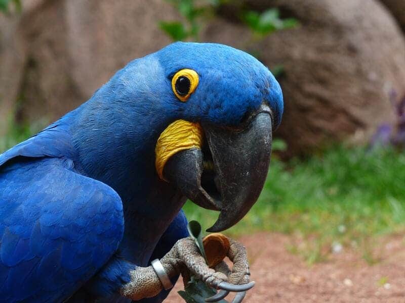 blue hyacinth macaw