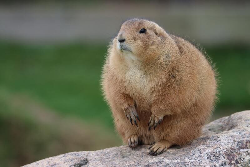 prairie dog