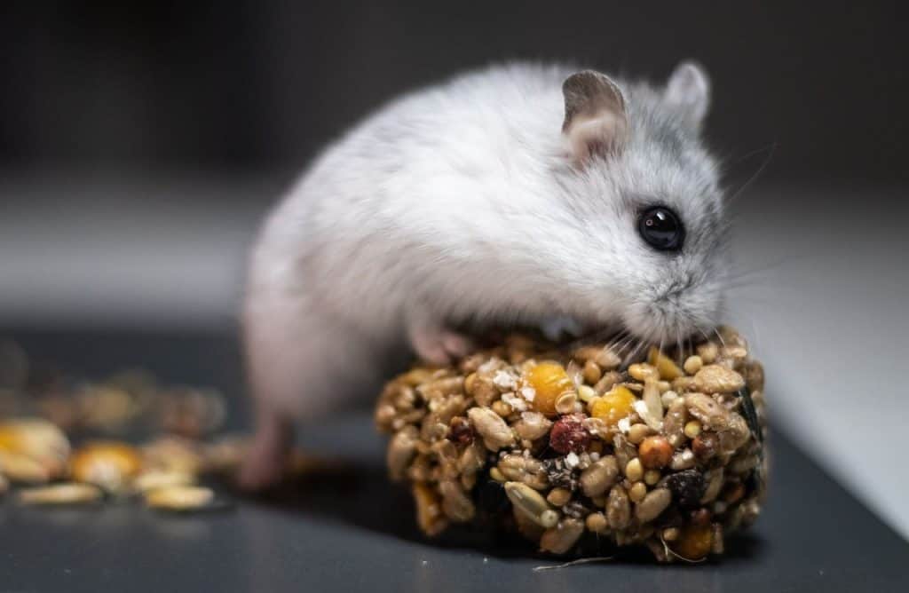 a russian white dwarf hamster eating a treat