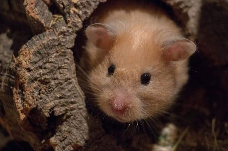 syrian hamster hiding