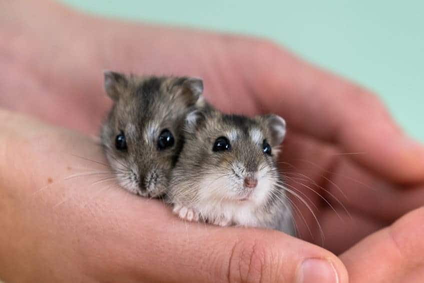 two grey dwarf hamsters