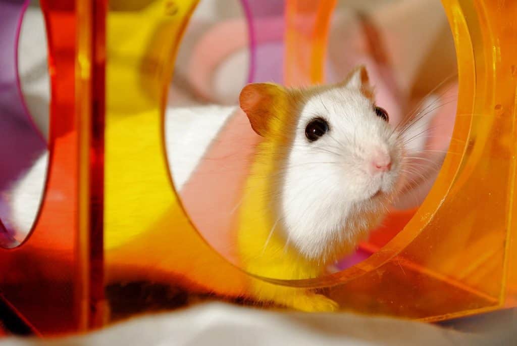 white hamster playing in cage 