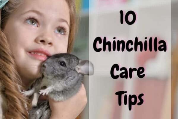 chinchilla care tips