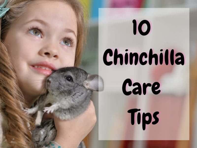 chinchilla care tips